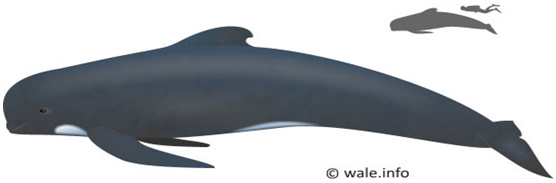 Long-finned pilot whale | New Bedford Whaling Museum