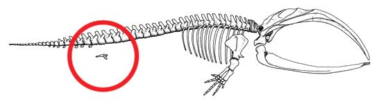 Ilustración del esqueleto de una ballena