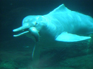 pink river dolphin sounds