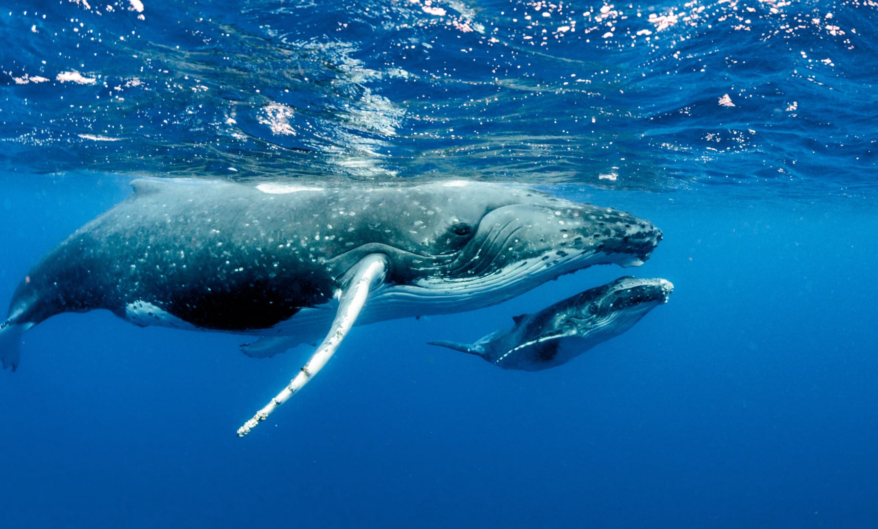 whale flipper