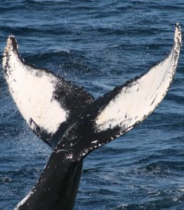 Whaling History - New Bedford Whaling Museum