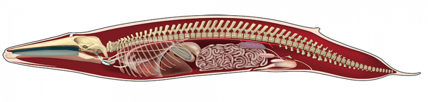 Anatomy and Physiology - New Bedford Whaling Museum