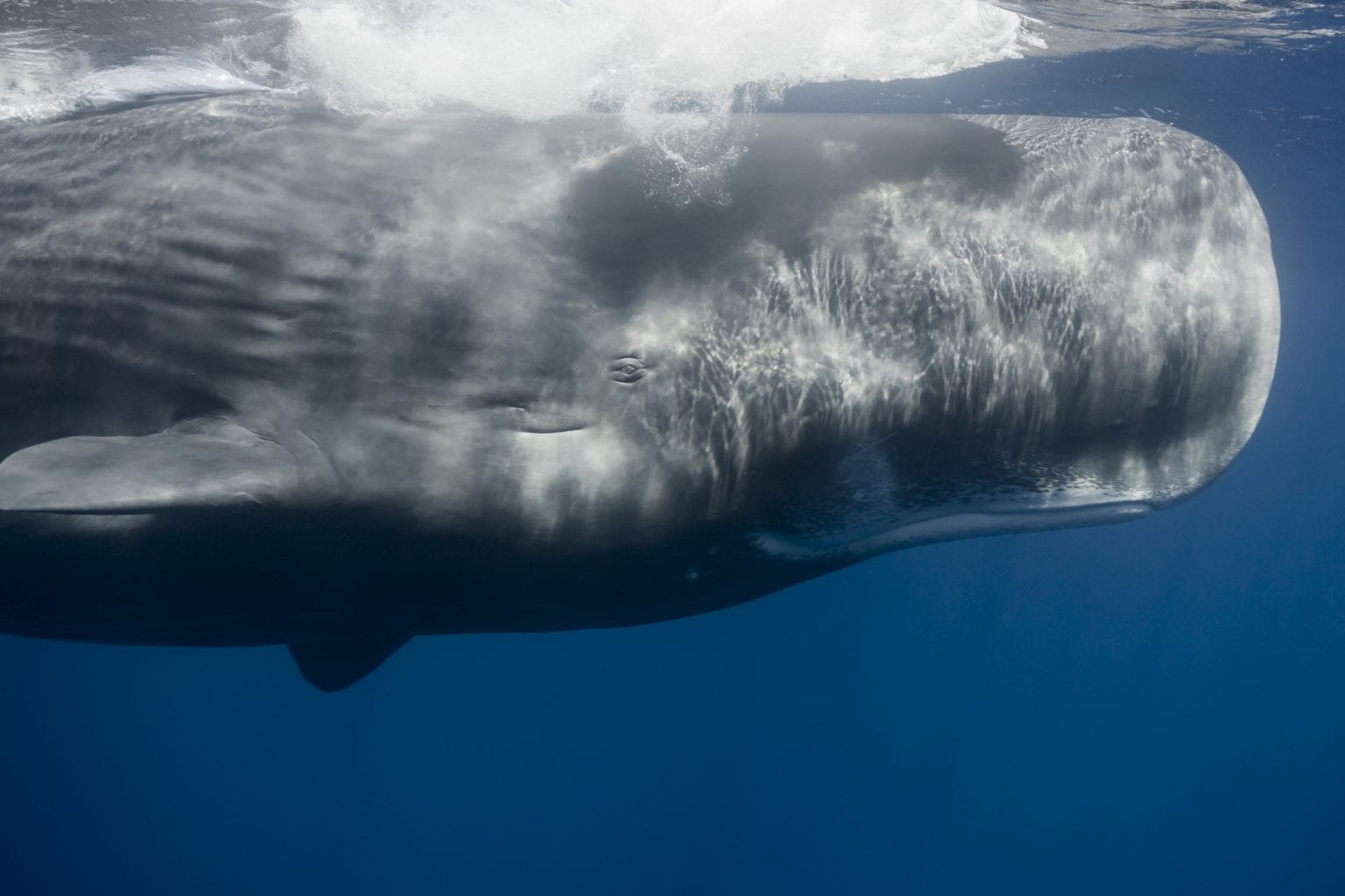 watkins marine mammal sound database woods hole