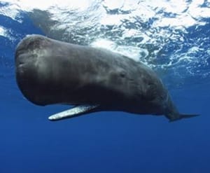 Sperm Whale