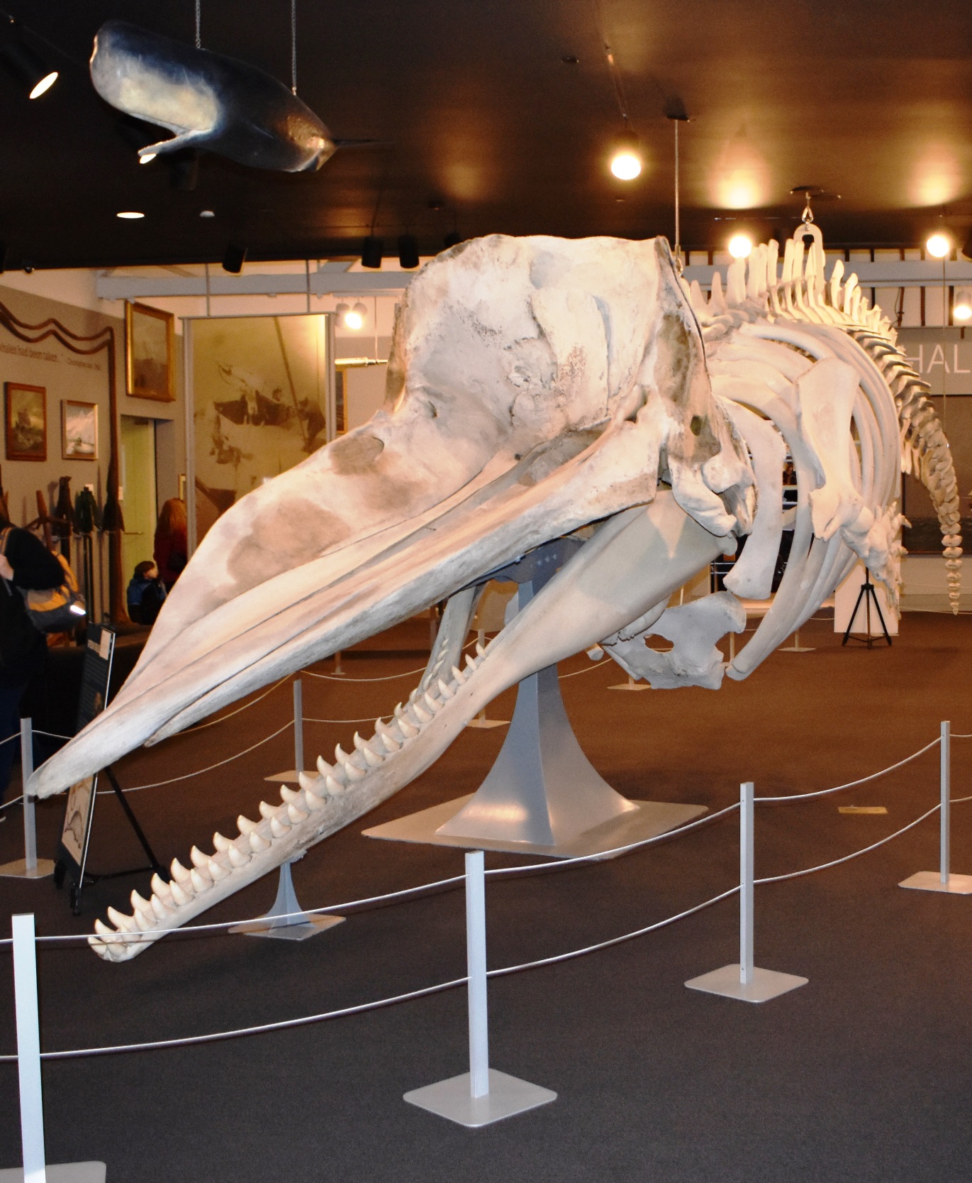 https://www.whalingmuseum.org/wp-content/uploads/2021/08/2019.2.19-family-sperm-whale-turner-gallery.jpg