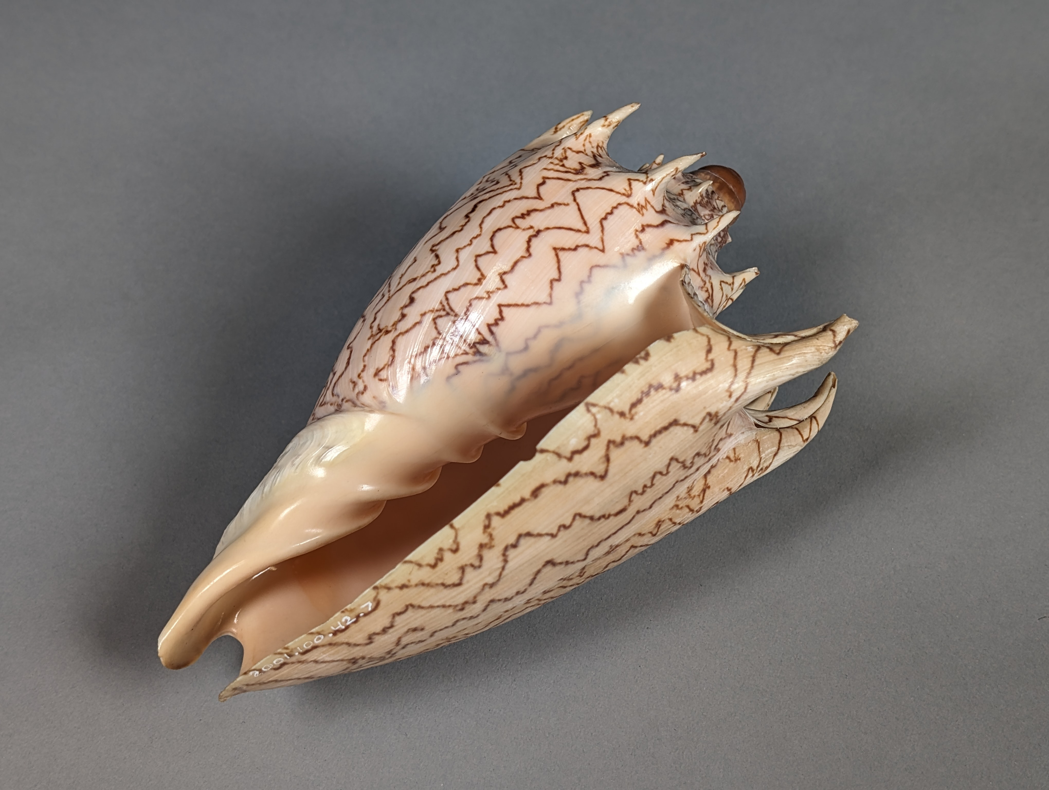 A close-up photograph of a large, intricately patterned seashell against a plain gray background. The shell features a smooth, glossy surface with zigzagging brown lines and a pointed, curved structure. Its inner cavity is visible, showcasing the natural beauty and detail of the shell's formation.