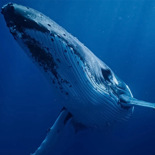 Underwater image of a humpback whale, gracefully swimming in the deep blue ocean, captured in motion.