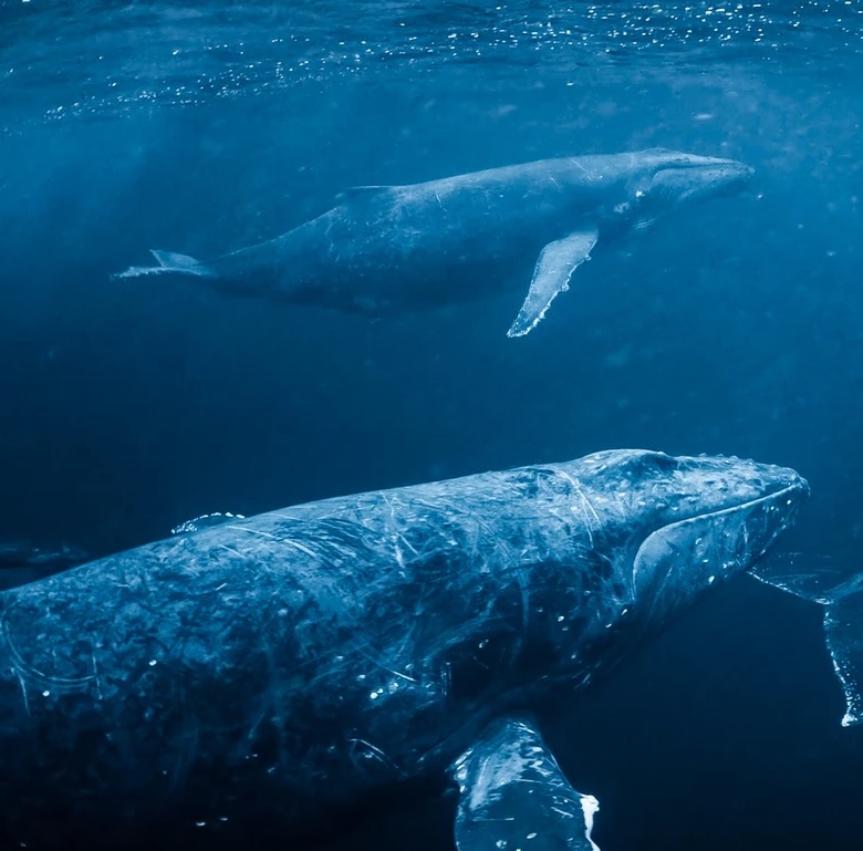 An underwater scene showing two large whales swimming gracefully in the deep blue ocean. The whales' textured skin and streamlined bodies are illuminated by the sunlight filtering through the water, highlighting the serene and majestic nature of these marine giants.