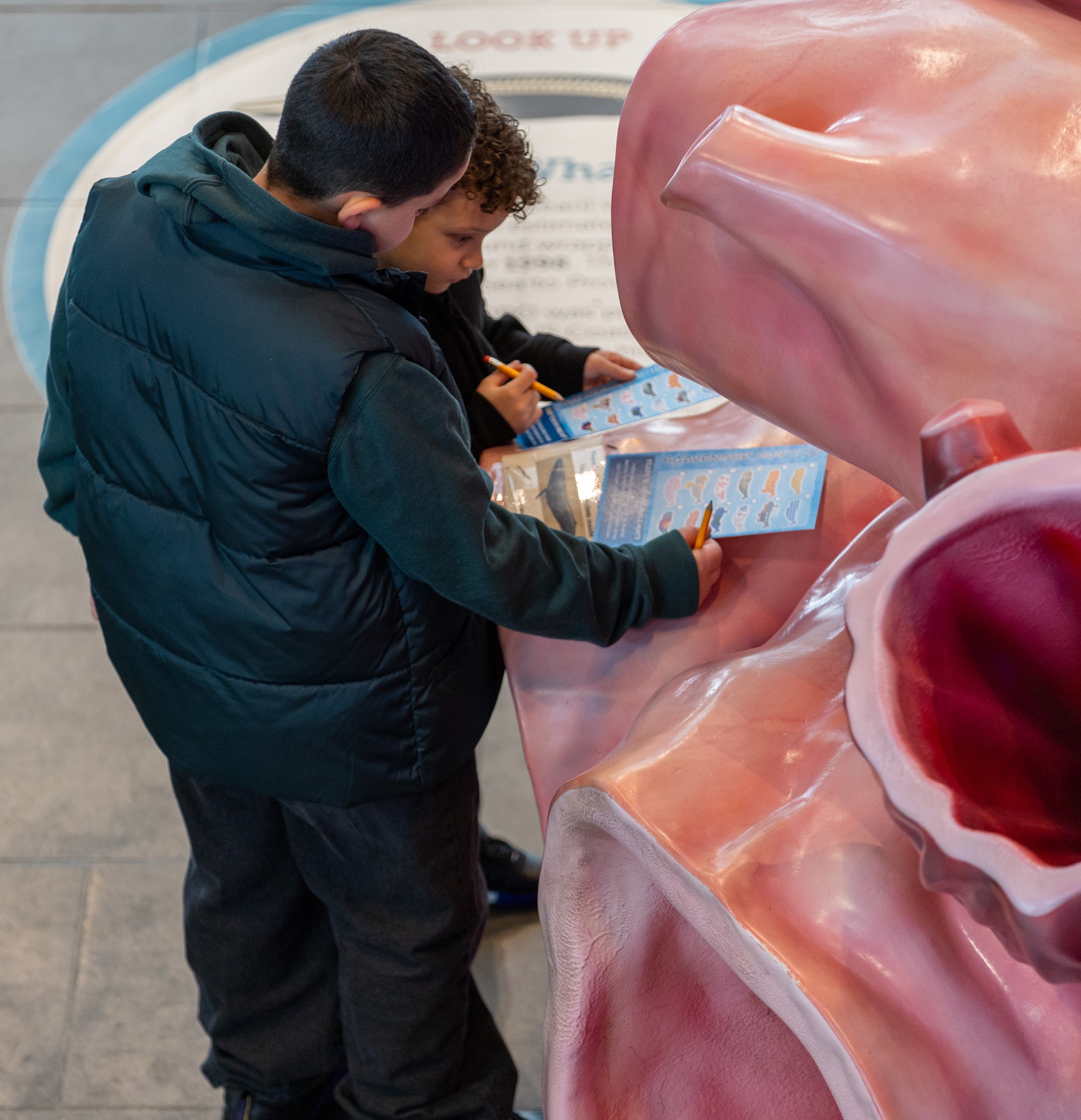 Students look for whales next to the blue whale heart model.