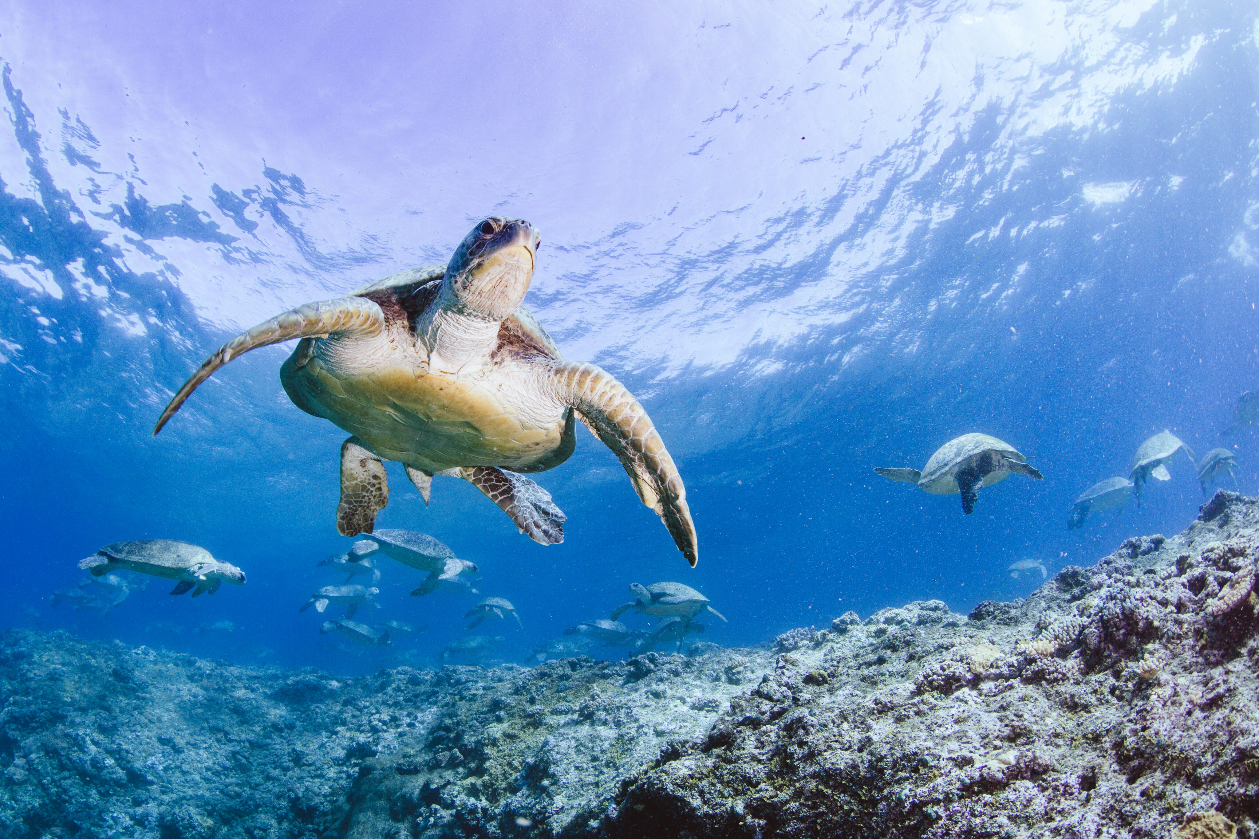 Bungi, a sea turtle, swims in the open ocean. Photo by David Gross. 